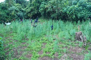 Polisi Musnahkan Dua Hektar Ladang Ganja Siap Panen di Bireuen